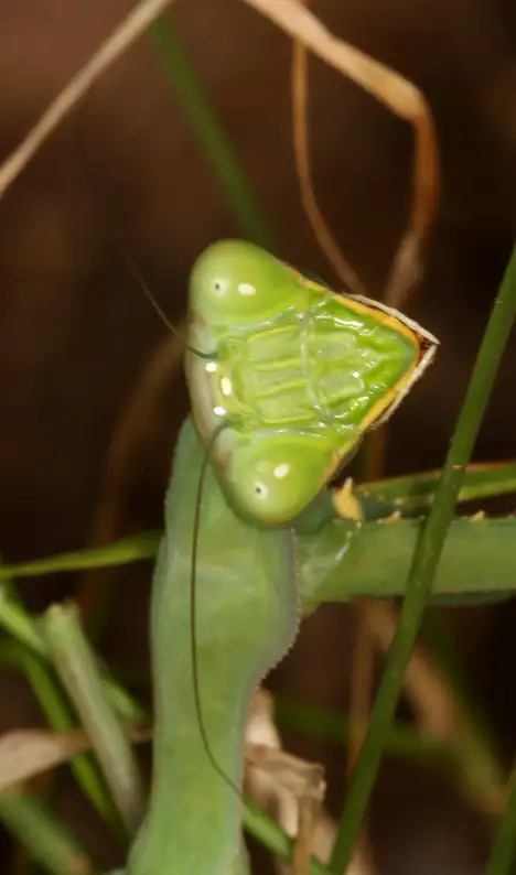 Mantis religiosa - Kopf