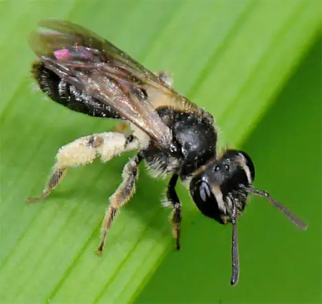 Apidae (Latreille 1802)