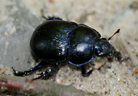 Geotrupidae (Latreille 1802)