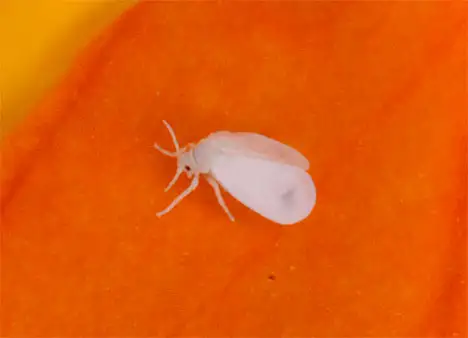 Aleyrodoidea (Westwood 1840) Aleyrodoidea (Westwood 1840)