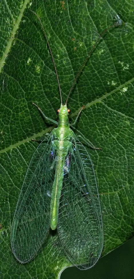 Neuroptera (Linnaeus 1758) Neuroptera (Linnaeus 1758)