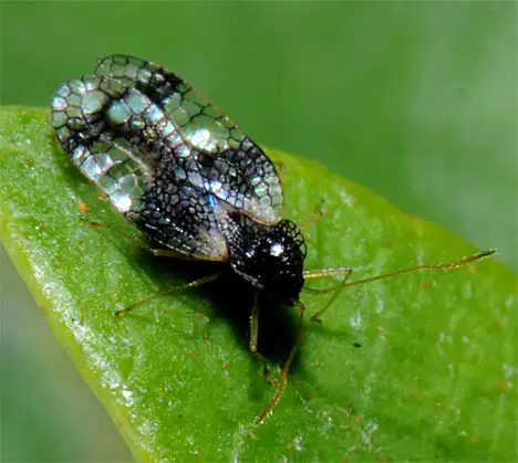 Tingidae (Laporte 1832) Tingidae (Laporte 1832)