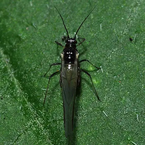 Sternorrhyncha (Amyot & Serville 1843) Sternorrhyncha (Amyot & Serville 1843)