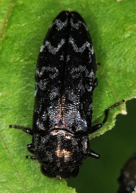 Buprestidae (Leach 1815)