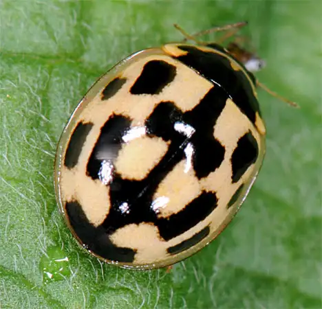 Propylea quatuordecimpunctata