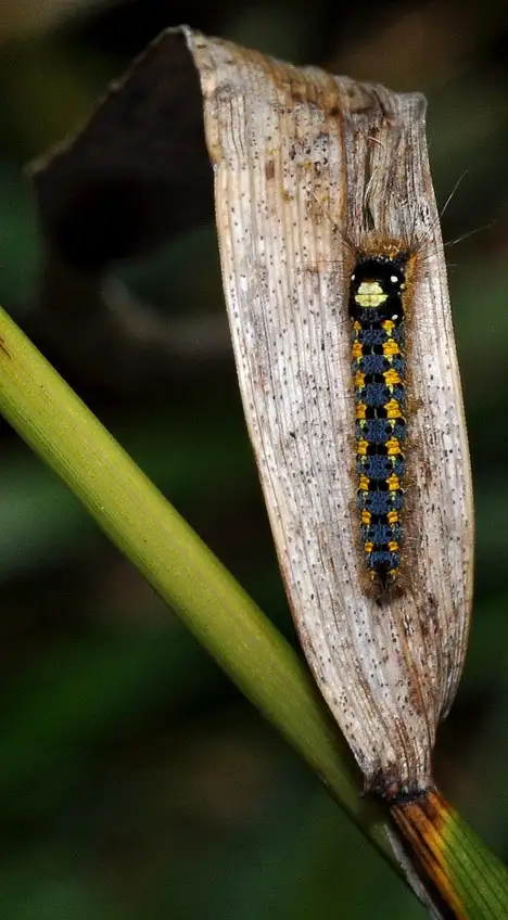 Lasiocampidae (Harris 1841)