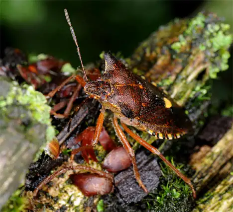 Rotbeinige Baumwanze - Pentatoma rufipes Rotbeinige Baumwanze - Pentatoma rufipes
