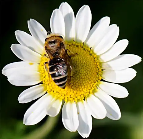 Sandbiene auf Blüte