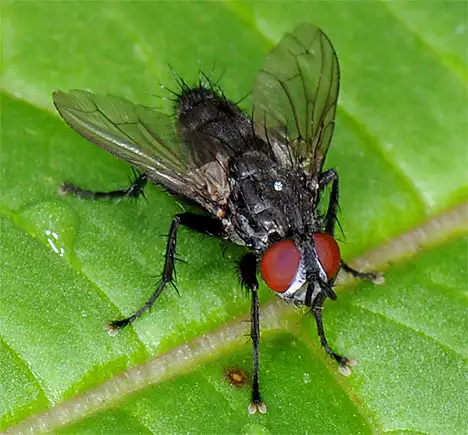 Calliphoridae (Brauer & Bergenstamm 1889) Calliphoridae (Brauer & Bergenstamm 1889)