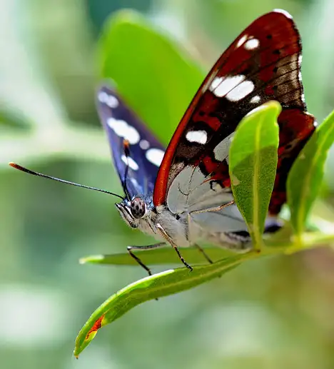 Schmetterlinge (Lepidoptera)