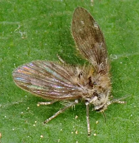 Psychodidae (Newman 1834) Psychodidae (Newman 1834)