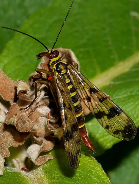 Schnabelfliege