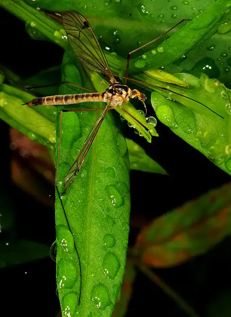 Schnake - Tipulidae auf einem nassen Blatt