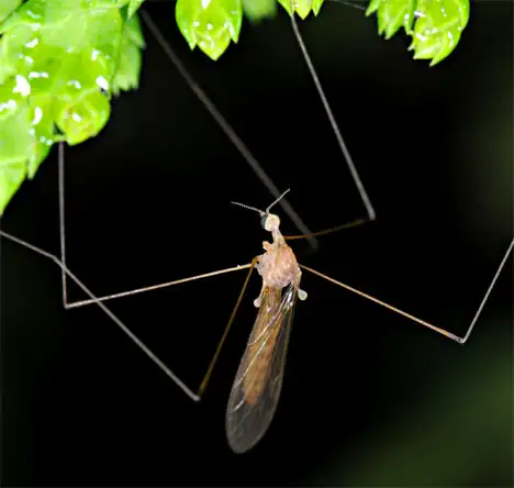 Tipulidae (Latreille 1802) Tipulidae (Latreille 1802)