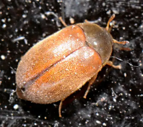 Dermestidae (Hope 1840)