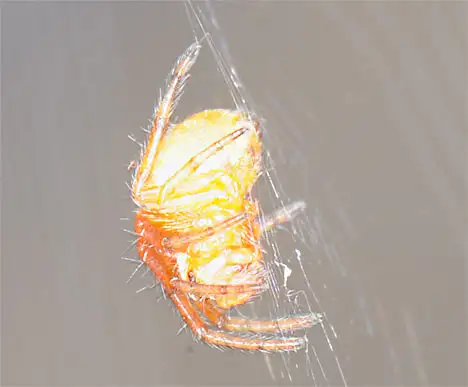 Spinne 1 Millimeter groß