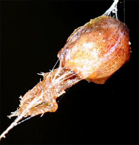 Spinne im Netz gefangen