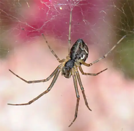Spinne im Netz