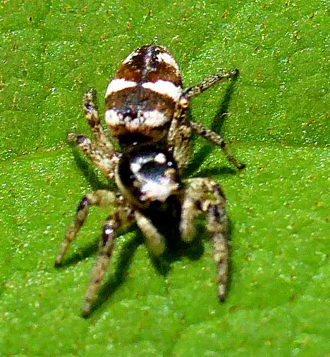 Salticidae (Blackwall 1842)