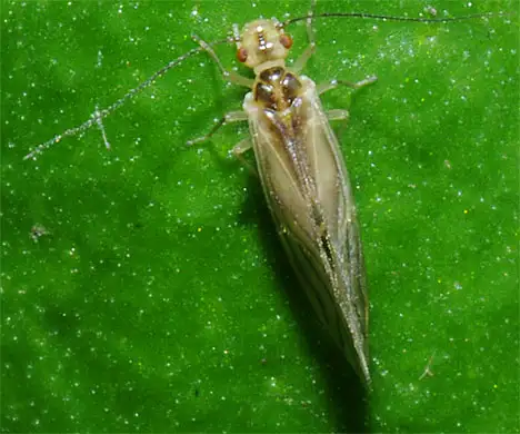 Staublaus - Psocoptera