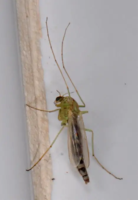 Culicidae (Meigen 1818) Culicidae (Meigen 1818)