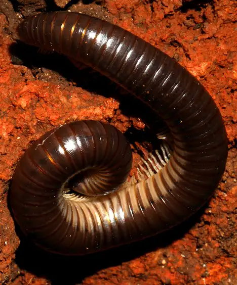 Tausendfüßer - Myriapods