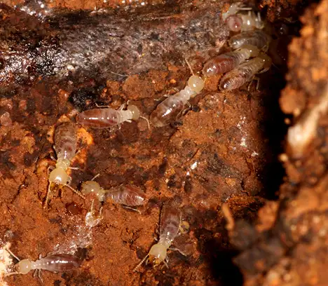 Termiten - Termitoidae
