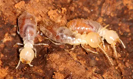 Trockenholztermiten - Kalotermitidae