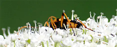 Cerambycidae (Latreille 1802) Cerambycidae (Latreille 1802)