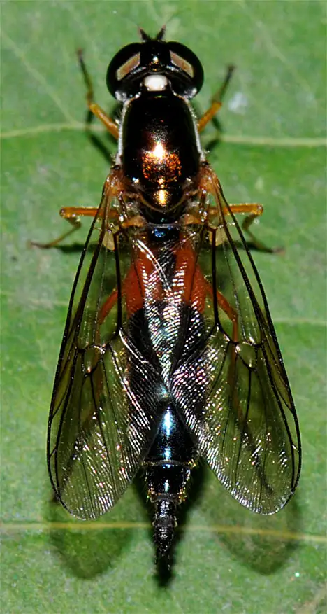 Stratiomyidae (Latreille 1802) Stratiomyidae (Latreille 1802)