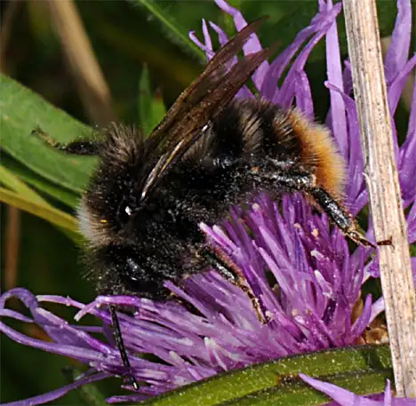 Waldhummel von der Seite