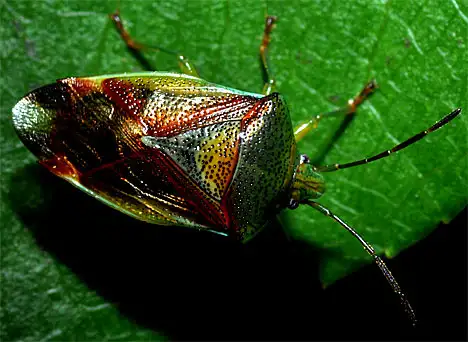 Wanzen - Heteroptera - Bunte Blattwanze