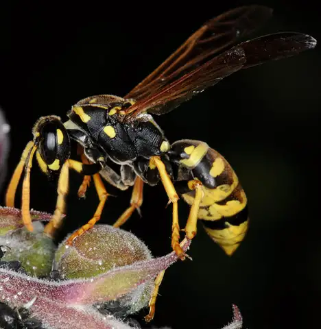 Wespen (Vespinae)