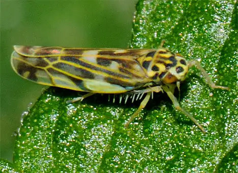 Zikade - Eupteryx melissae - Kräuter-Blattzikade Zikade - Eupteryx melissae - Kräuter-Blattzikade