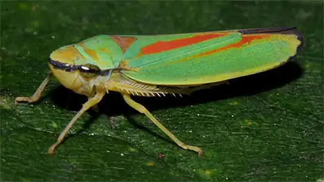 Auchenorrhyncha (Linnaeus 1758) Auchenorrhyncha (Linnaeus 1758)