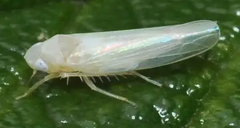 Zikade - Typhlocyba rosae
